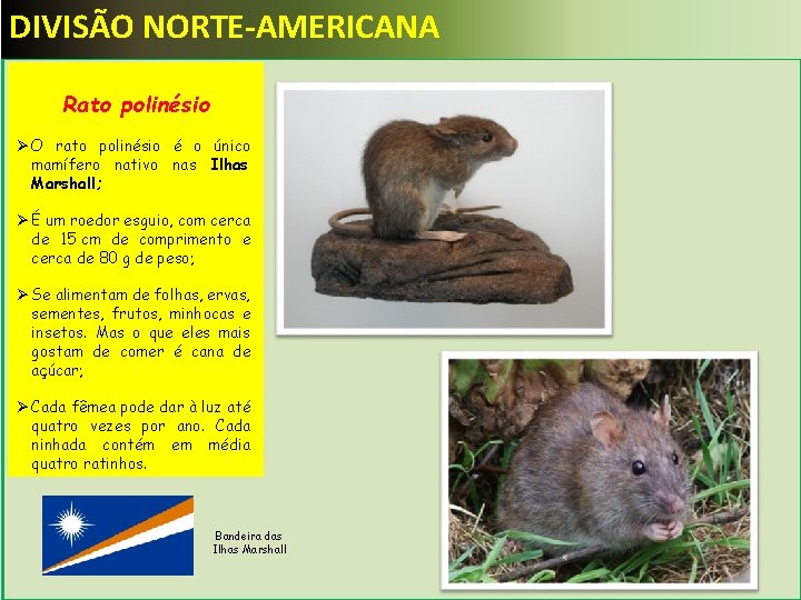 DIVISÃO NORTE-AMERICANA Ø Rato polinésio O rato polinésio. Rato polinésio Ø O rato polinésio