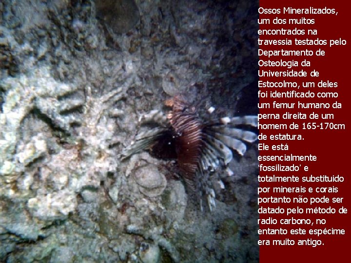 Ossos Mineralizados, um dos muitos encontrados na travessia testados pelo Departamento de Osteologia da Ossos Mineralizados, um dos muitos encontrados na travessia testados pelo Departamento de Osteologia da
