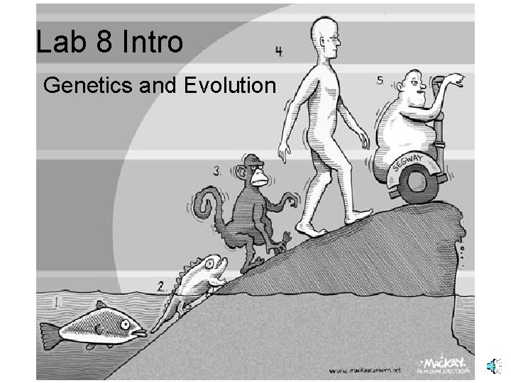 Lab 8 Intro Genetics and Evolution 