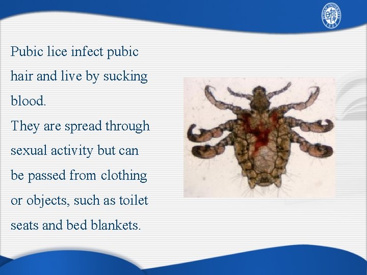 Pubic lice infect pubic hair and live by sucking blood. They are spread through