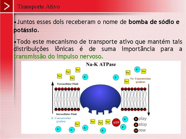 Transporte Ativo • Juntos esses dois receberam o nome de bomba de sódio e