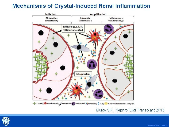 Mechanisms of Crystal-Induced Renal Inflammation Mulay SR. Nephrol Dial Transplant 2013 © 2013 MFMER