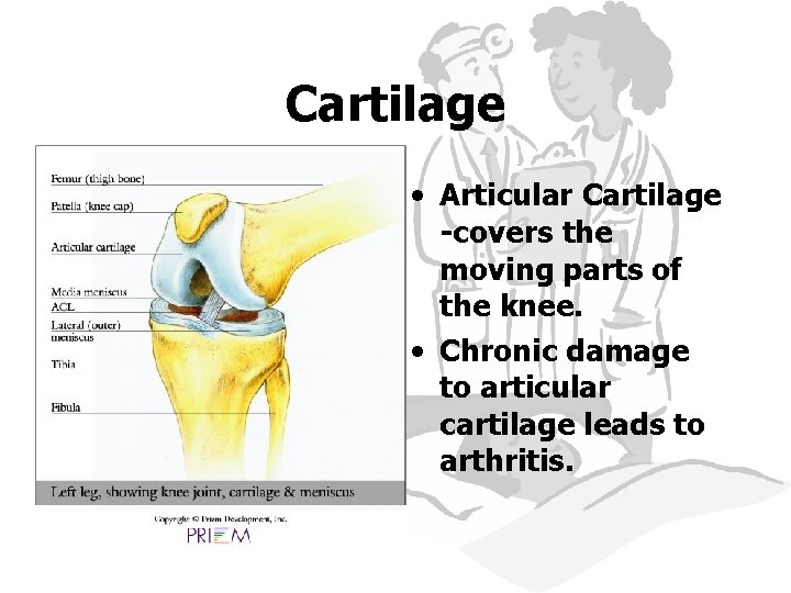 Cartilage • Articular Cartilage -covers the moving parts of the knee. • Chronic damage