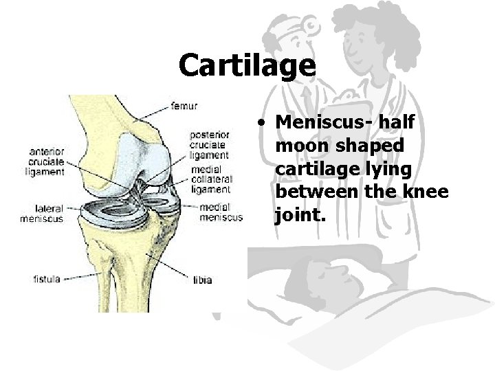 Cartilage • Meniscus- half moon shaped cartilage lying between the knee joint. 