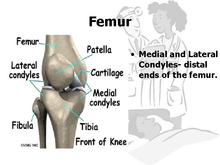 Femur • Medial and Lateral Condyles- distal ends of the femur. 