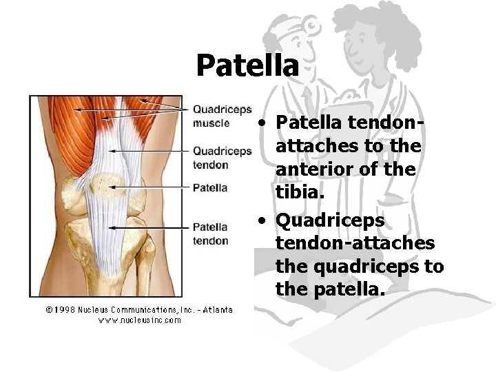 Patella • Patella tendonattaches to the anterior of the tibia. • Quadriceps tendon-attaches the