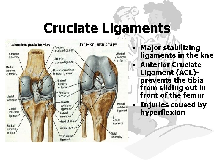 Cruciate Ligaments • Major stabilizing ligaments in the knee • Anterior Cruciate Ligament (ACL)prevents