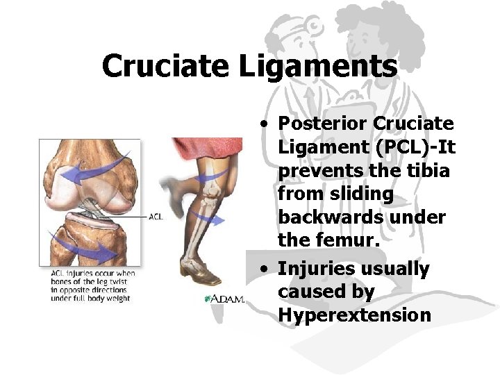 Cruciate Ligaments • Posterior Cruciate Ligament (PCL)-It prevents the tibia from sliding backwards under