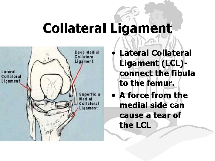 Collateral Ligament • Lateral Collateral Ligament (LCL)connect the fibula to the femur. • A