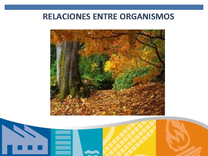 RELACIONES ENTRE ORGANISMOS 