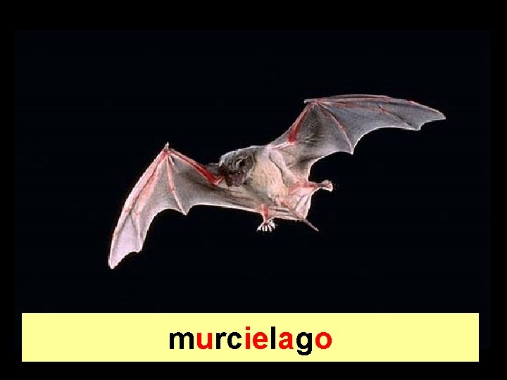 murcielago 