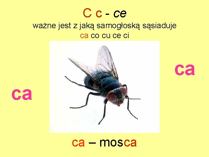 C c - ce ważne jest z jaką samogłoską sąsiaduje ca co cu ce