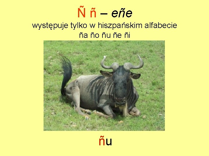 Ñ ñ – eñe występuje tylko w hiszpańskim alfabecie ña ño ñu ñe ñi