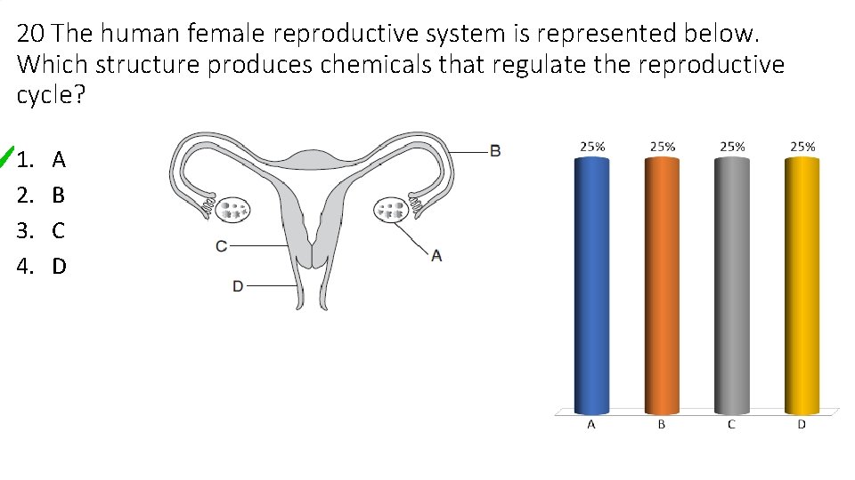 20 The human female reproductive system is represented below. Which structure produces chemicals that