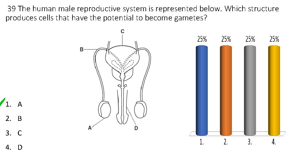 39 The human male reproductive system is represented below. Which structure produces cells that