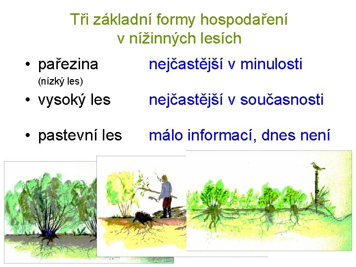 Tři základní formy hospodaření v nížinných lesích • pařezina nejčastější v minulosti (nízký les)