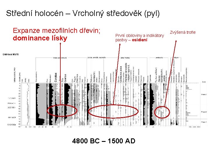 Střední holocén – Vrcholný středověk (pyl) Expanze mezofilních dřevin; dominance lísky První obiloviny a