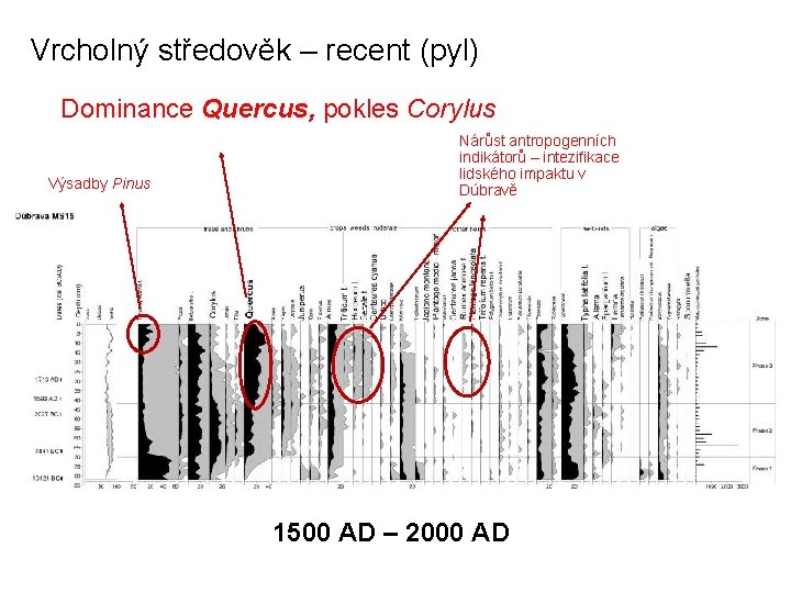 Vrcholný středověk – recent (pyl) Dominance Quercus, pokles Corylus Výsadby Pinus Nárůst antropogenních indikátorů