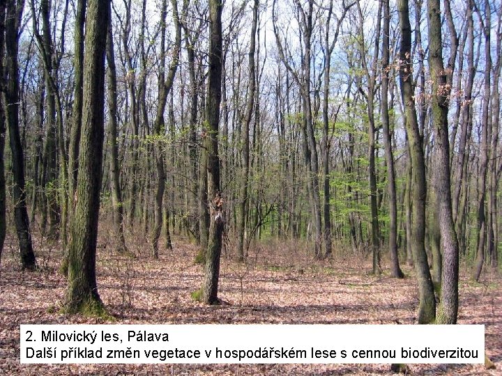 2. Milovický les, Pálava Další příklad změn vegetace v hospodářském lese s cennou biodiverzitou