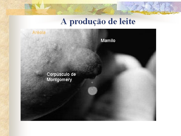 A produção de leite Aréola Mamilo Corpúsculo de Montgomery 