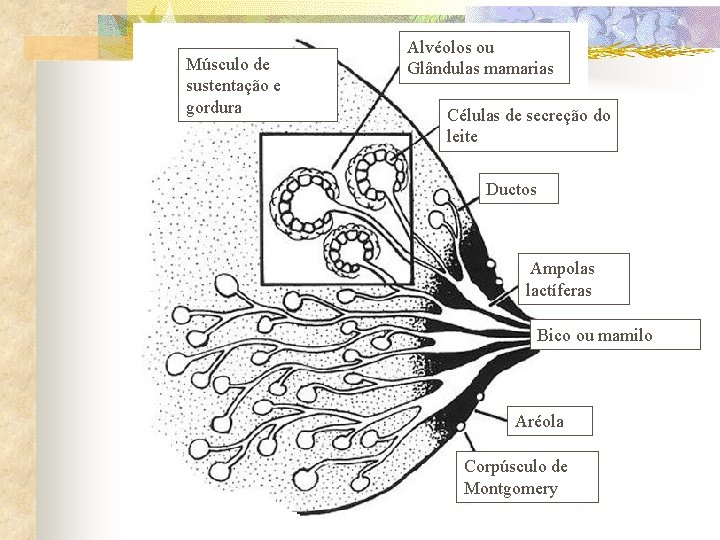 Músculo de sustentação e gordura Alvéolos ou Glândulas mamarias Células de secreção do leite