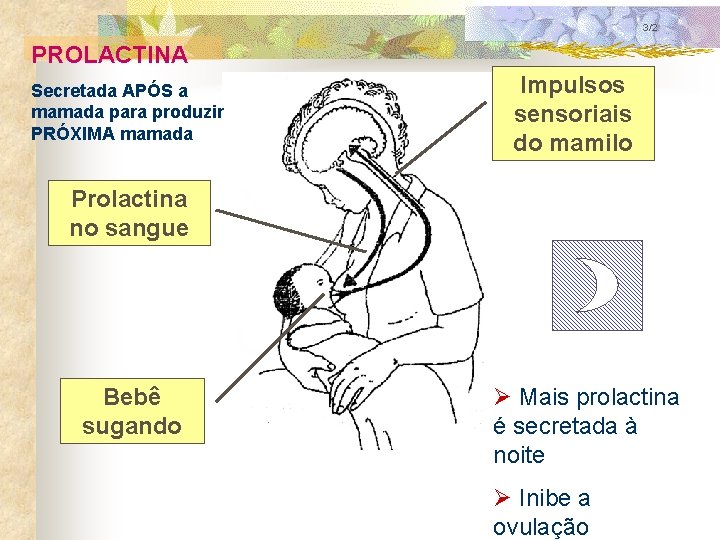 3/2 PROLACTINA Secretada APÓS a mamada para produzir PRÓXIMA mamada Impulsos sensoriais do mamilo