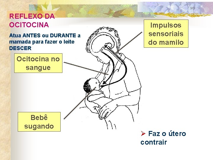 3/3 REFLEXO DA OCITOCINA Atua ANTES ou DURANTE a mamada para fazer o leite