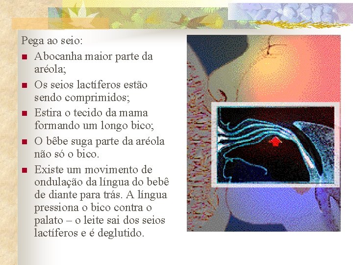 Pega ao seio: n Abocanha maior parte da aréola; n Os seios lactíferos estão