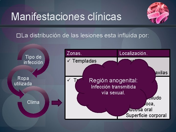 Manifestaciones clínicas �La distribución de las lesiones esta influida por: Tipo de infección Ropa