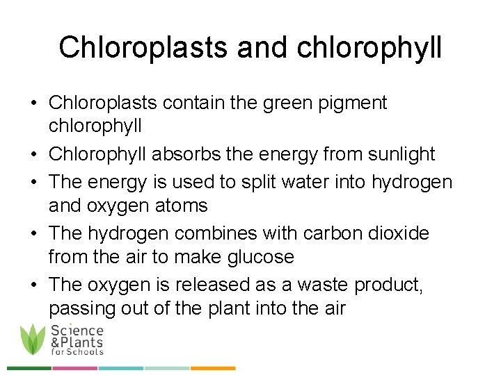 Chloroplasts and chlorophyll • Chloroplasts contain the green pigment chlorophyll • Chlorophyll absorbs the