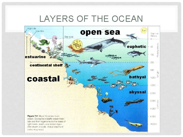 LAYERS OF THE OCEAN 