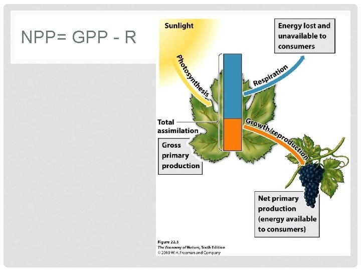 NPP= GPP - R 