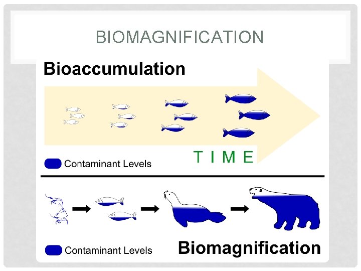 BIOMAGNIFICATION 