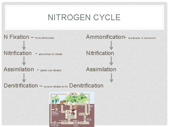 NITROGEN CYCLE N Fixation – N to ammonium Ammonification- dead/waste to ammonium Nitrification -