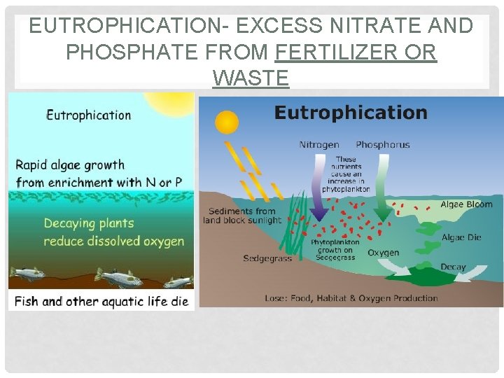 EUTROPHICATION- EXCESS NITRATE AND PHOSPHATE FROM FERTILIZER OR WASTE 