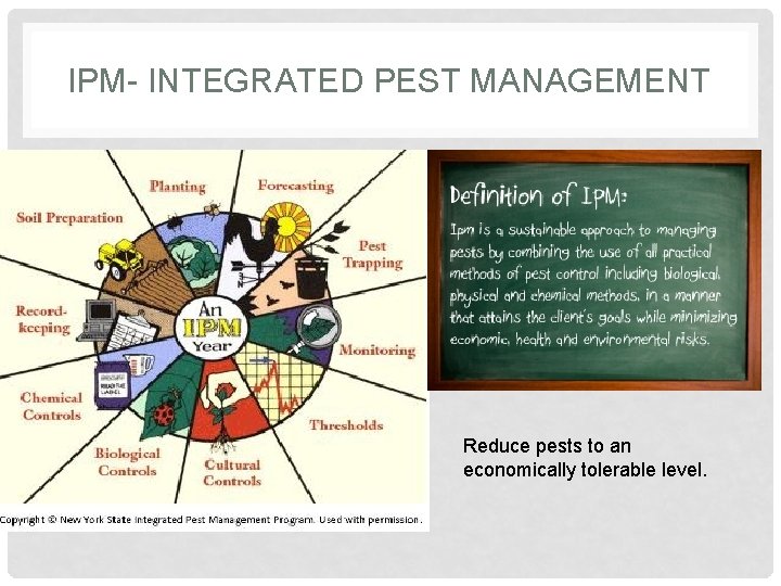 IPM- INTEGRATED PEST MANAGEMENT Reduce pests to an economically tolerable level. 