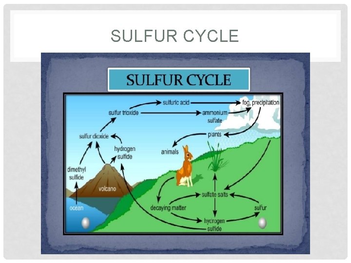 SULFUR CYCLE 