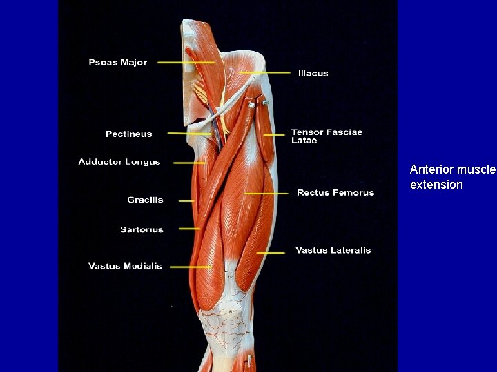 Anterior muscles extension 