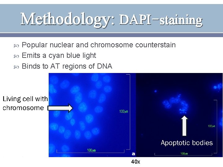 Methodology: DAPI-staining Popular nuclear and chromosome counterstain Emits a cyan blue light Binds to