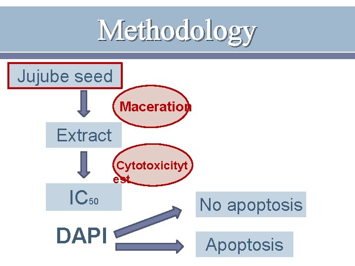 Methodology Jujube seed Maceration Extract Cytotoxicityt est IC 50 DAPI No apoptosis Apoptosis 