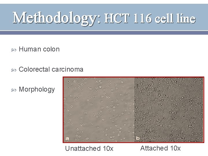 Methodology: HCT 116 cell line Human colon Colorectal carcinoma Morphology Unattached 10 x Attached