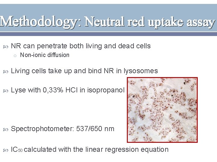 Methodology: Neutral red uptake assay NR can penetrate both living and dead cells o