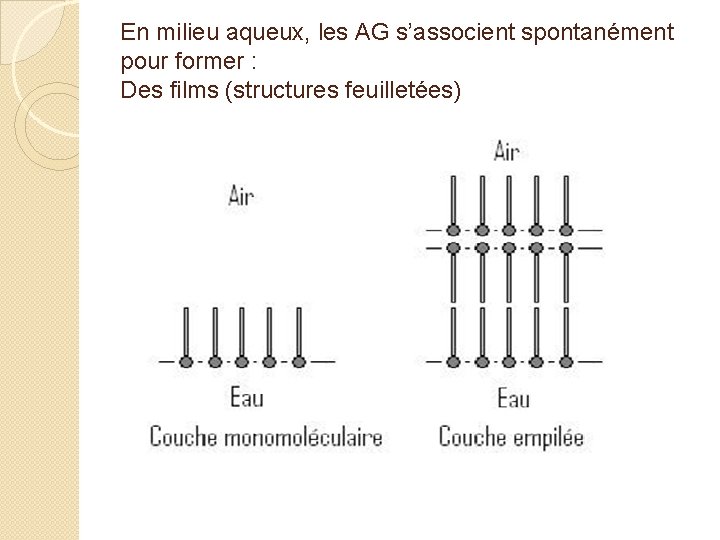 En milieu aqueux, les AG s’associent spontanément pour former : Des films (structures feuilletées)