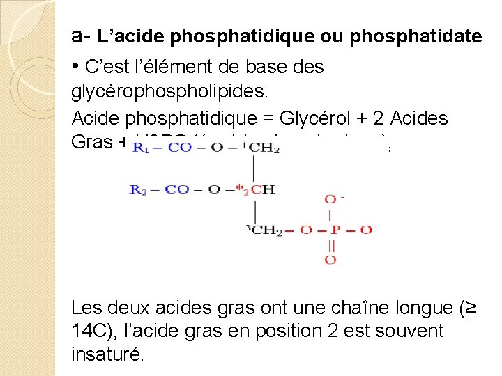 a- L’acide phosphatidique ou phosphatidate • C’est l’élément de base des glycérophospholipides. Acide phosphatidique