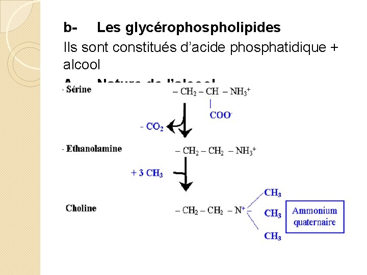 b- Les glycérophospholipides Ils sont constitués d’acide phosphatidique + alcool A. Nature de l’alcool