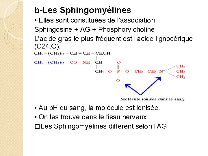 b-Les Sphingomyélines • Elles sont constituées de l’association Sphingosine + AG + Phosphorylcholine L’acide