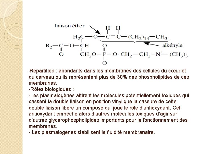 Répartition : abondants dans les membranes des cellules du cœur et du cerveau ou