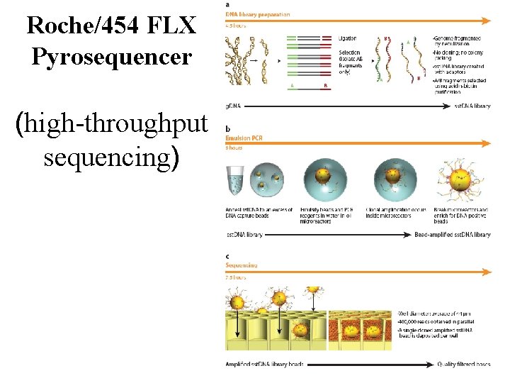 Roche/454 FLX Pyrosequencer (high-throughput sequencing) 