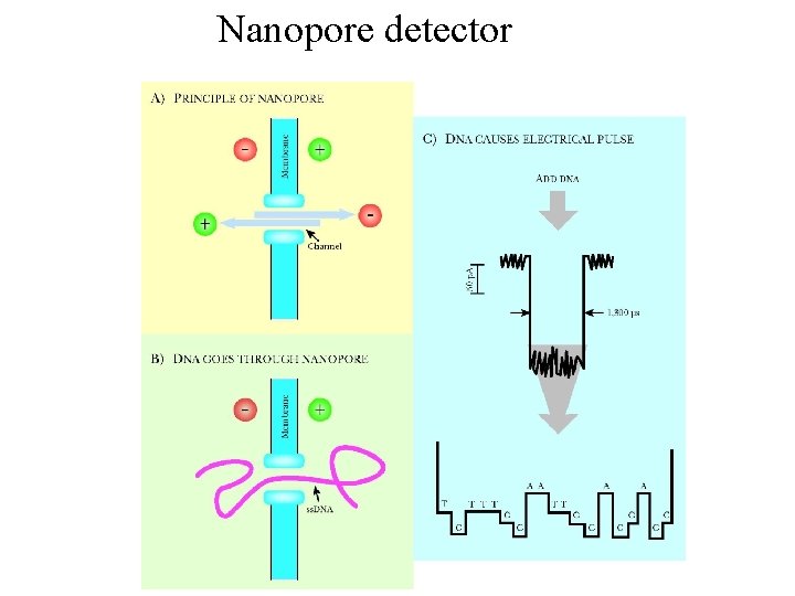 Nanopore detector 