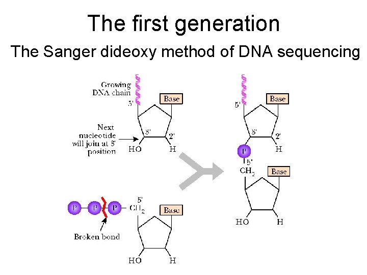 The first generation The Sanger dideoxy method of DNA sequencing 